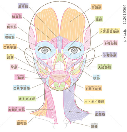 顔と首周りの筋肉 髪型なし 名称入り 顔と首周りの筋肉 髪型なし 名称入り 112619564