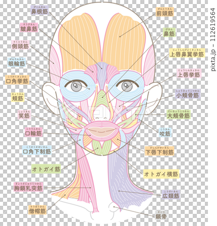 Muscles around the face and neck, no hairstyle, name included 112619564