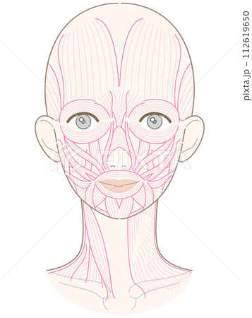 顔と首周りの筋肉　髪型なし　筋肉線画　名称なし 112619650