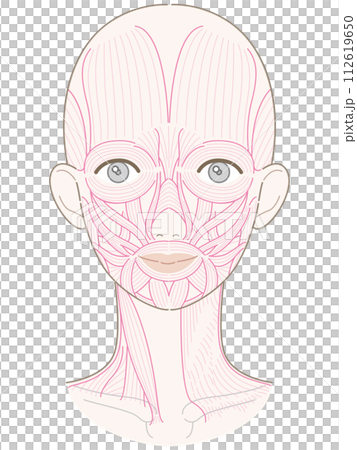 Muscles around the face and neck, no hairstyle, muscle line drawing, no name 112619650