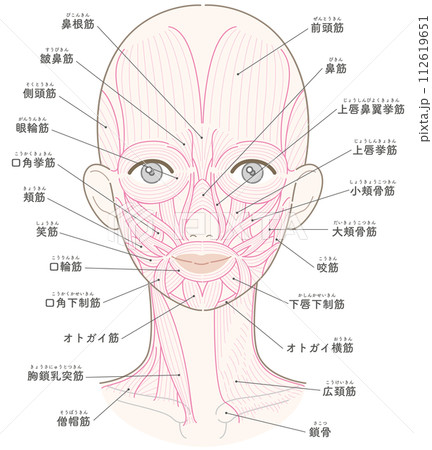 顔と首周りの筋肉　髪型なし　筋肉線画　名称入り 112619651