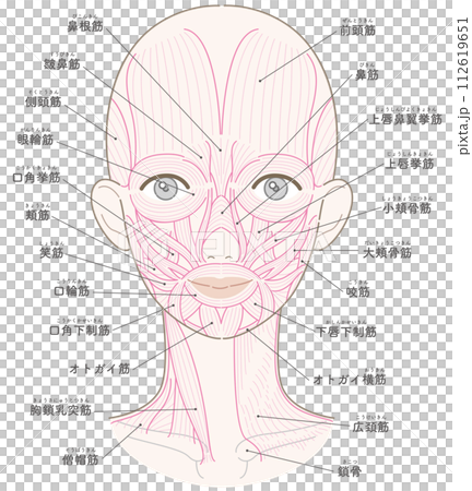 顔と首周りの筋肉　髪型なし　筋肉線画　名称入り 112619651