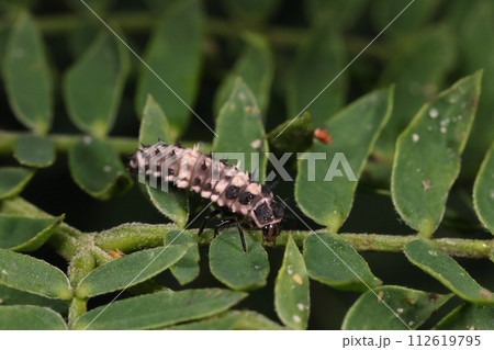 生き物 昆虫 ダンダラテントウ、灰色に薄いピンクの模様。ほどほどの数と大きさのトゲ 生き物 昆虫 ダンダラテントウ、灰色に薄いピンクの模様。ほどほどの数と大きさのトゲ 112619795