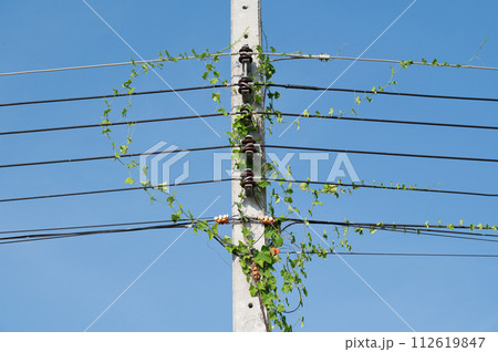Electric post and line on blue background.Electric post is covered by ivy. Electric post and line on blue background.Electric post is covered by ivy. 112619847