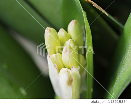 色付き始めたクンシランの蕾 色付き始めたクンシランの蕾 112619884