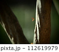 春の芽吹き 112619979