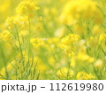 明るい春の日を浴びる菜の花 112619980