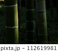 暗い竹林に差し込んだ木漏れ日 112619981