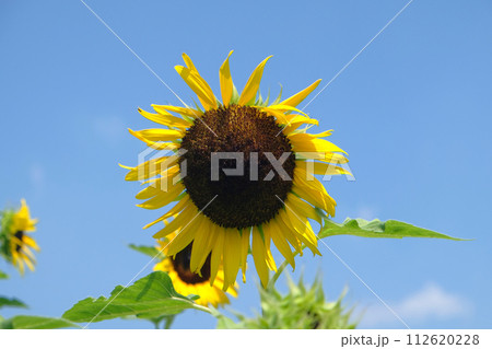 The beautiful bright yellow sunflower. 112620228