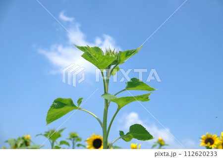 young sunflowers growing 112620233