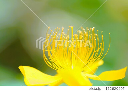 初夏の花、黄色いビヨウヤナギの花のクローズアップ 112620405