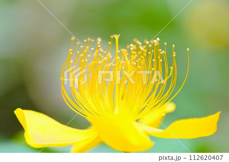 初夏の花、黄色いビヨウヤナギの花のクローズアップ 初夏の花、黄色いビヨウヤナギの花のクローズアップ 112620407