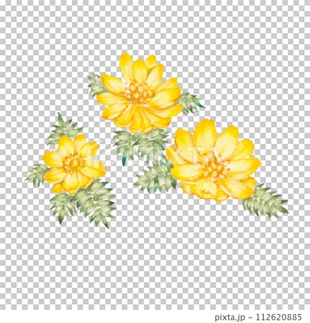 福寿草の手描き水彩イラスト 112620885