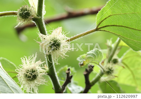 自然 植物 カジノキ、雌雄異株の木。これは雌花で白い糸状の物は雌しべ、丸い部分は小さな花の集まり 自然 植物 カジノキ、雌雄異株の木。これは雌花で白い糸状の物は雌しべ、丸い部分は小さな花の集まり 112620997