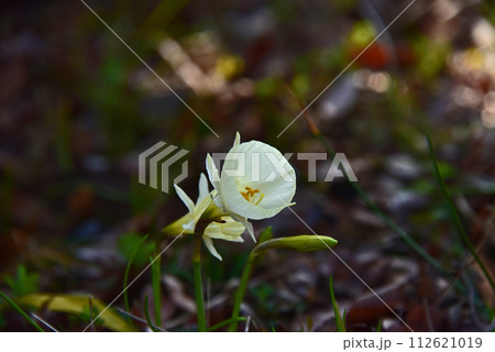 原種スイセンの花 112621019