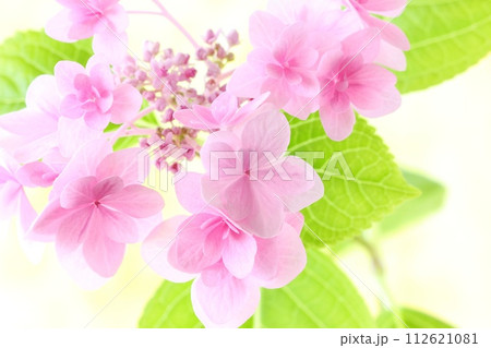 ピンク色のガクアジサイ　山野草　明るい黄色背景 112621081