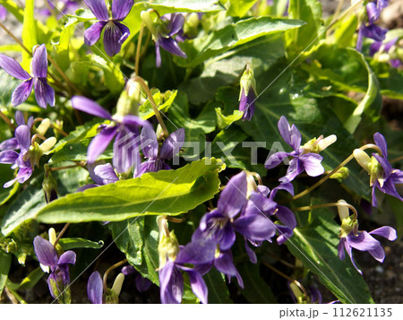 春の日差しを浴びて咲く紫色の花 スミレ 花 葉 春の日差しを浴びて咲く紫色の花 スミレ 花 葉 112621135