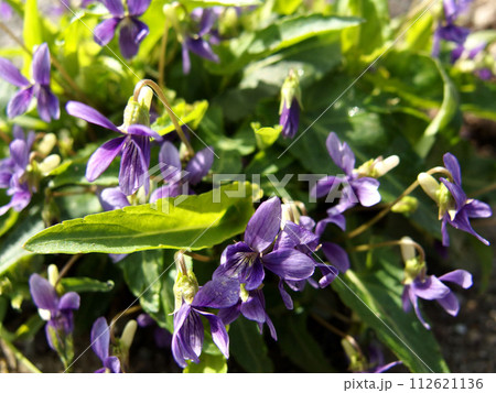 春の日差しを浴びて咲く紫色の花 すみれ 菫 葉 春 春の日差しを浴びて咲く紫色の花 すみれ 菫 葉 春 112621136