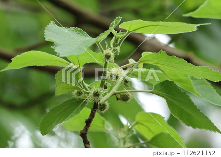自然 植物 カジノキ、雌花です。花は新しい枝の葉腋に一つづつ付くそうです 自然 植物 カジノキ、雌花です。花は新しい枝の葉腋に一つづつ付くそうです 112621152