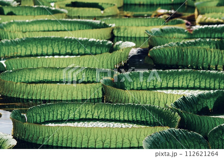 整然と並ぶオオオニバス 112621264