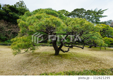 伊勢神宮の風景　松の木 112621295