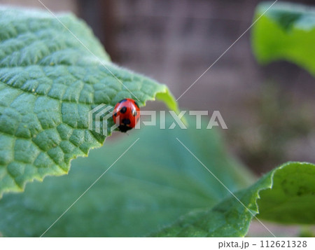 葉にとまるテントウムシ てんとう虫 ナナホシテントウムシ 葉にとまるテントウムシ てんとう虫 ナナホシテントウムシ 112621328