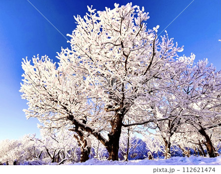 桜のような雪に纏われた樹木 桜のような雪に纏われた樹木 112621474
