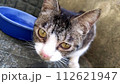 迷子の猫 112621947