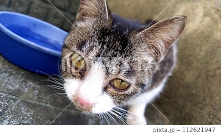 迷子の猫 112621947