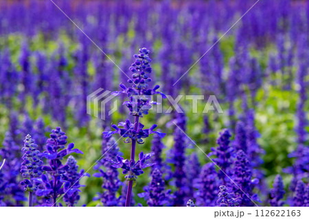Blue Salvia flowers blooming at a garden in Chiang Mai, Thailand. 112622163