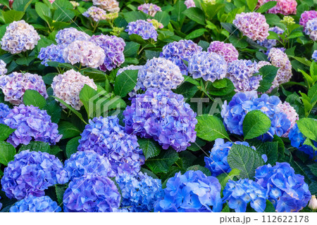 Blooming Hydrangeas flowers 112622178