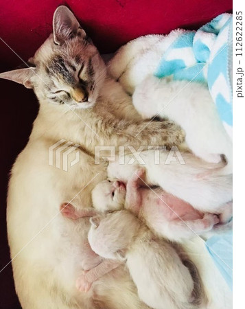 母猫と子猫 112622285