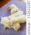 眠る子猫たち 112622287