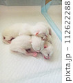 眠る子猫たち 112622288