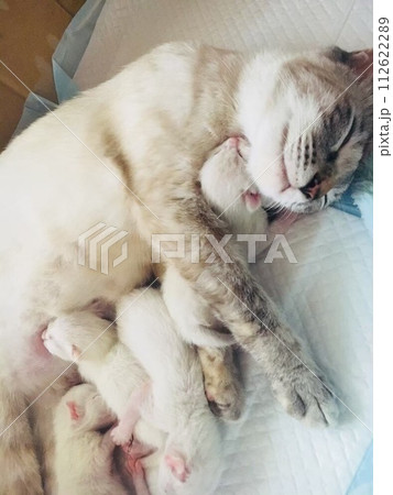 親子の猫 112622289