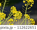春を感じるミツバチと菜の花 112622651