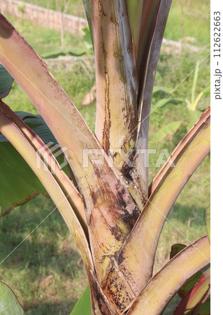 banana seedling on farm for sell 112622663