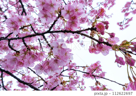 桜の滴 桜の滴 112622697