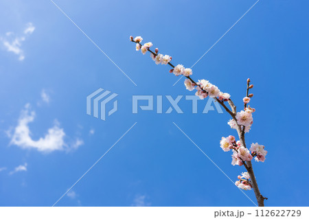 梅の花　青空背景 112622729