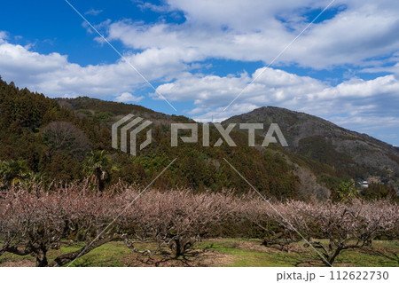 梅の花咲く山里(徳島県神山町阿川梅の里) 梅の花咲く山里(徳島県神山町阿川梅の里) 112622730