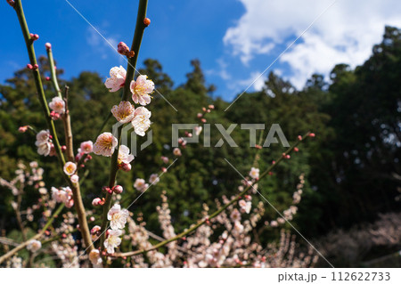 梅の花 梅の花 112622733