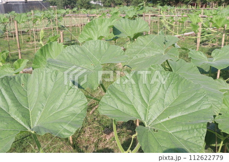 Bottle gourd plant on farm 112622779