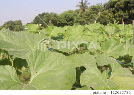 Bottle gourd plant on farm 112622780