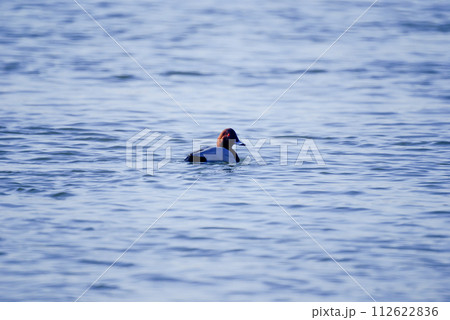 信濃川・やすらぎ堤の星羽白(ほしはじろ) 112622836