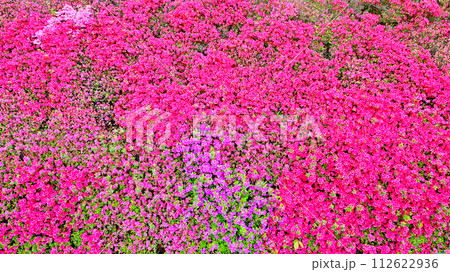 美しいキリシマツツジの花の壁 112622936
