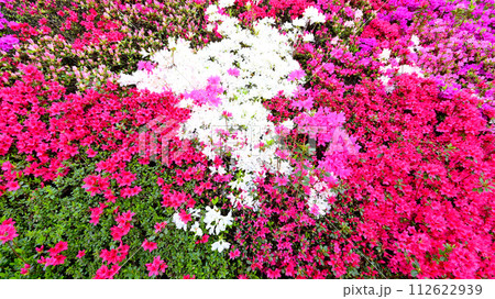 美しいキリシマツツジの花の壁 112622939