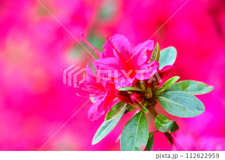 美しく綺麗な　霧島つつじ 112622959