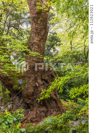 (静岡県)来宮神社・大楠 (静岡県)来宮神社・大楠 112623021
