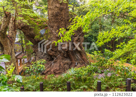 (静岡県)来宮神社・大楠 (静岡県)来宮神社・大楠 112623022
