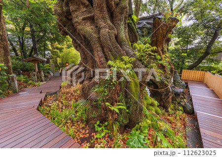 (静岡県)来宮神社・大楠 (静岡県)来宮神社・大楠 112623025